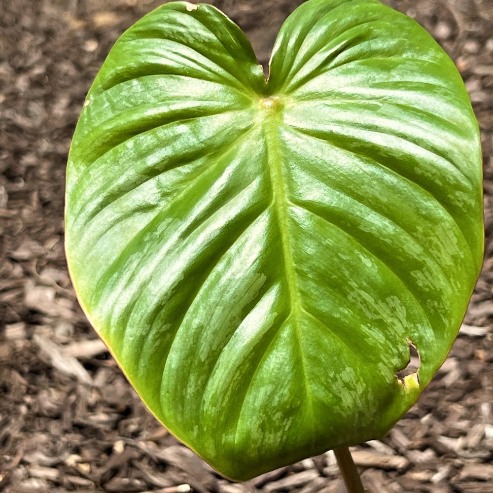 Philodendron Sodiroi aff •reserved for @katiemaggie•